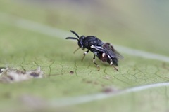 Brachymeria podagrica