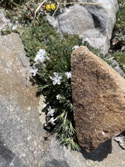 Phlox pulvinata