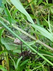 Dolomedes vittatus