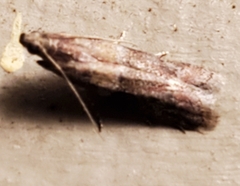 Moodna ostrinella