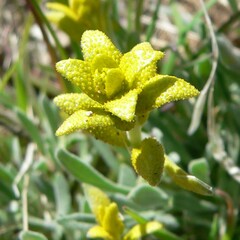 Puccinia monoica