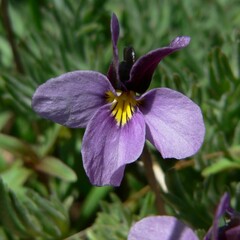 Viola beckwithii