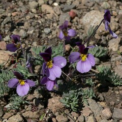 Viola beckwithii