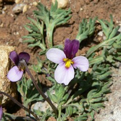 Viola beckwithii