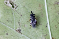 Brachymeria podagrica