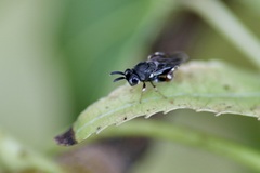 Brachymeria podagrica