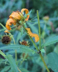 Cirrhophanus triangulifer