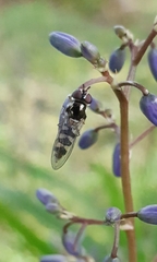 Ischiodon scutellaris