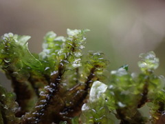 Scapania undulata