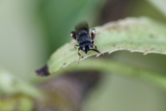 Brachymeria podagrica