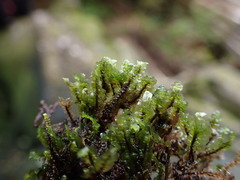 Scapania undulata