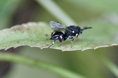 Brachymeria podagrica