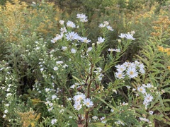 Symphyotrichum lanceolatum