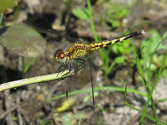Erythrodiplax minuscula