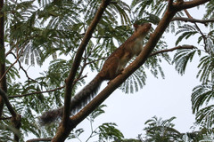 Sciurus variegatoides underwoodi