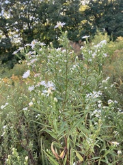Symphyotrichum lanceolatum