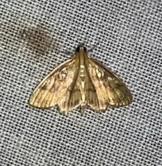 Crocidophora tuberculalis