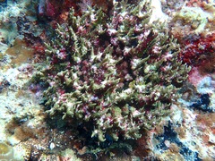 Phyllodiscus semoni