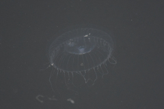 Aequorea victoria