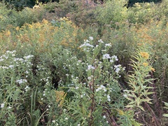 Symphyotrichum lanceolatum