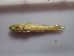 Etheostoma gracile