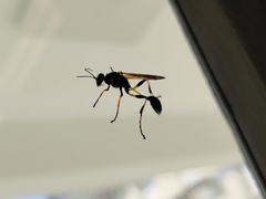 Sceliphron madraspatanum