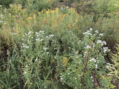 Symphyotrichum lanceolatum