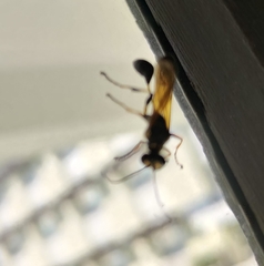 Sceliphron madraspatanum