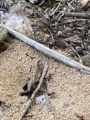 Dorymyrmex bicolor