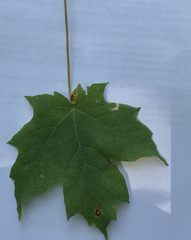 Acer platanoides