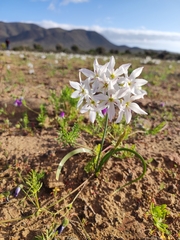 Leucocoryne ixioides