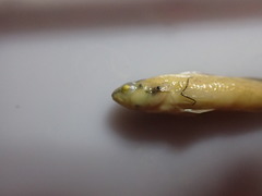Etheostoma gracile
