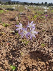 Leucocoryne ixioides