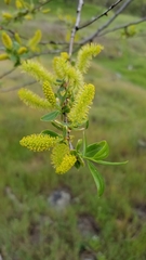 Salicaceae