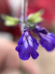 Salvia nana