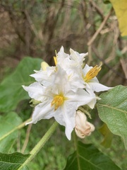 Leptostemonum