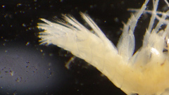 Crangonyx