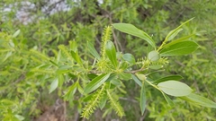 Salicaceae