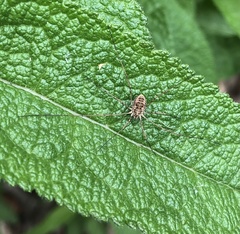 Phalangium opilio