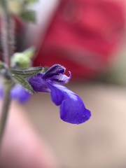 Salvia nana