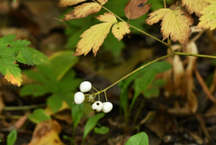 Actaea rubra neglecta