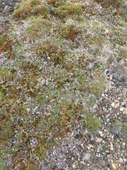 Cassiope tetragona tetragona