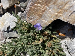 Polemonium viscosum