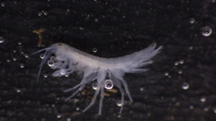 Crangonyx