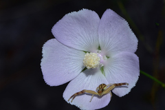 Callirhoe alcaeoides