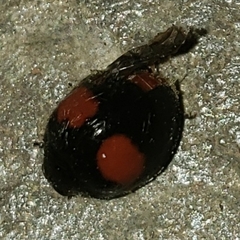 Chilocorus