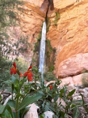 Erythranthe verbenacea