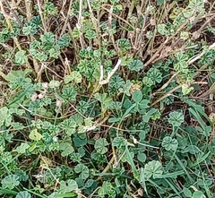 Malvella leprosa