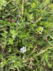 Bacopa