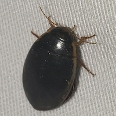 Thermonectus intermedius